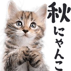 [LINEスタンプ] リアルな子猫ミーム（秋ハロウィン）