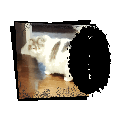 [LINEスタンプ] 猫ちゃーんスタンプ