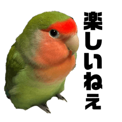 [LINEスタンプ] コザクラインコのうめちゃん15