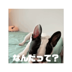 [LINEスタンプ] ボスくんの動くスタンプ