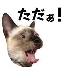 [LINEスタンプ] シャム猫、米粉（こめこ）