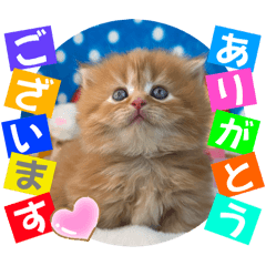 [LINEスタンプ] ねこまーち もちまるプリンス