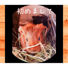 [LINEスタンプ] あっきんの猫＆モルモット
