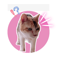 [LINEスタンプ] あっきんの愉快な仲間たち(猫)