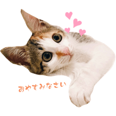 [LINEスタンプ] 〜保護猫〜こた＆えん