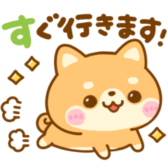 [LINEスタンプ] 待ち合わせ連絡♡豆柴犬の画像（メイン）