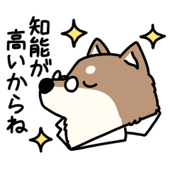 [LINEスタンプ] 知能が高過ぎる柴犬シバ