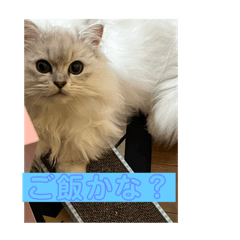 [LINEスタンプ] きなこちゃんの毎日不可欠スタンプ