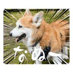 [LINEスタンプ] 老犬しんご