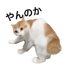 [LINEスタンプ] 茶白猫のむぅ