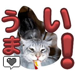 [LINEスタンプ] k猫がいる1