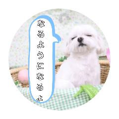 [LINEスタンプ] 実家のコロンちゃん1