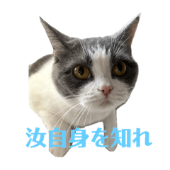 [LINEスタンプ] 哲学的ハナコ