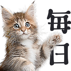 [LINEスタンプ] リアルな子猫ミーム（やさしい毎日）