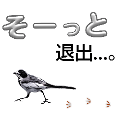 [LINEスタンプ] 早歩き鳥のハクセキレイ5（去り際の…！）