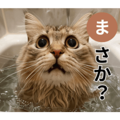 [LINEスタンプ] 使える猫ミームカルタの画像（メイン）