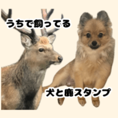 [LINEスタンプ] うちで飼ってる犬と鹿スタンプ