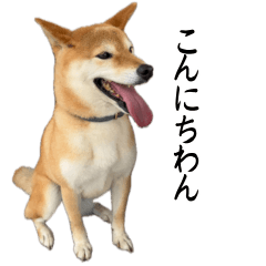 [LINEスタンプ] 人間の様な柴