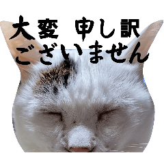 [LINEスタンプ] 腰の低いデカ猫