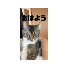 [LINEスタンプ] 可愛い動物達のニート生活