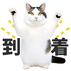 [LINEスタンプ] 【猫写真】待ち合わせに使えるスタンプの画像（メイン）