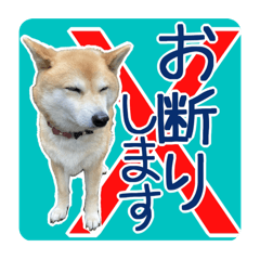 [LINEスタンプ] 柴犬のムリ！愛嬌でのりきるネガティブ表現