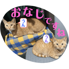 [LINEスタンプ] 犬猫三昧①⑤