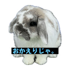 [LINEスタンプ] ハラミ君スタンプ