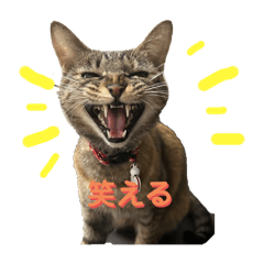 [LINEスタンプ] どれみふぁそらちゃんニコニコスタンプ