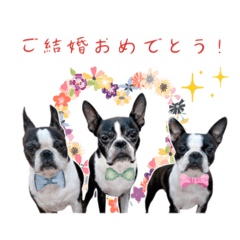 [LINEスタンプ] アンムギコメです。