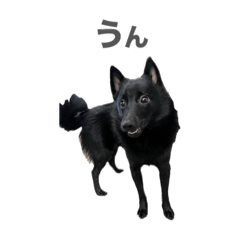 [LINEスタンプ] NOA1230