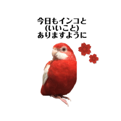 [LINEスタンプ] ナナクサインコ ルビノーのスタンプ♡