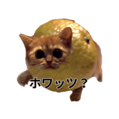 [LINEスタンプ] 偉そうなレモン猫の画像（メイン）