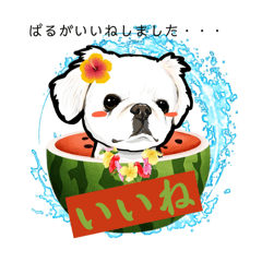 [LINEスタンプ] ぱるちゃんスタンプ 2024【第4弾】