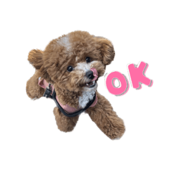 [LINEスタンプ] まるぷーのおとすけ