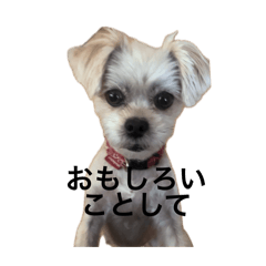 [LINEスタンプ] レモンはかわいい(事実)