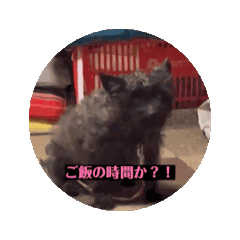 [LINEスタンプ] ちーこやでっ