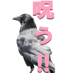 [LINEスタンプ] カラスから2-1-BIG