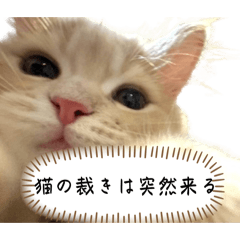 [LINEスタンプ] 猫のわたげ②