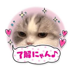 [LINEスタンプ] ニャン4