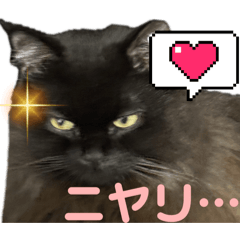 [LINEスタンプ] 黒猫 ルナ院長157にゃんめ