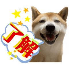 [LINEスタンプ] 柴犬のOK大丈夫！時々かしこまって承知するの画像（メイン）