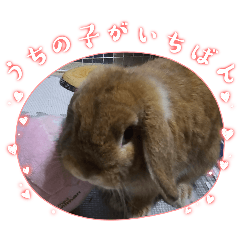 [LINEスタンプ] ホーランドロップイヤー♂️のアメジスト君