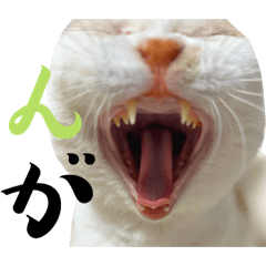 [LINEスタンプ] ごきげんらぐちゃん(日常)