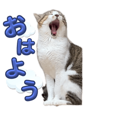 [LINEスタンプ] 毎日ルトさん