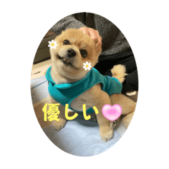 [LINEスタンプ] なりんち黒猫とポメラニアンのカイくん②