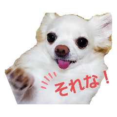 [LINEスタンプ] ちわっくすチロルの日常スタンプ2