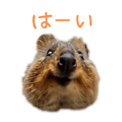 [LINEスタンプ] ハッピーアニマル_クアッカワラビー21の画像（メイン）