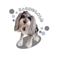 [LINEスタンプ] ミニチュアシュナウザー エル
