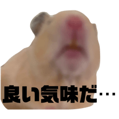 [LINEスタンプ] キンクマハムスターのみかん